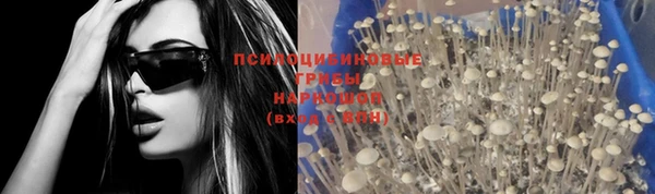 сатива Абинск
